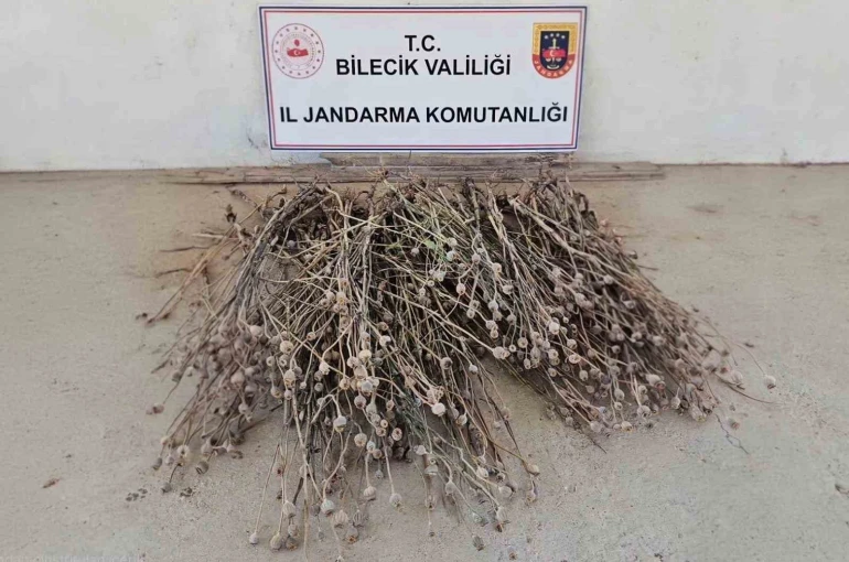 Bilecik’te izinsiz ekilen 136 kök haşhaş ele geçirildi