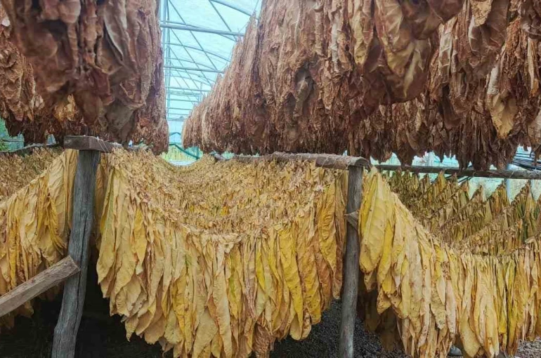 Bilecik’te tütün ve ipekböceği için ilk adım atıldı