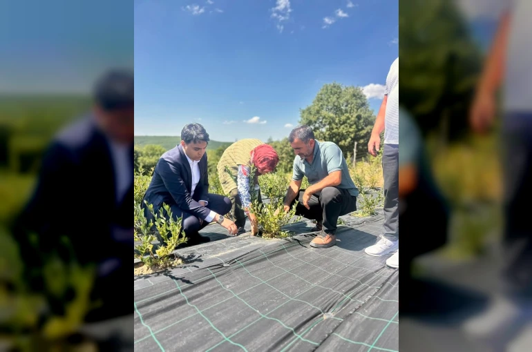 Bilecik’te yaban mersini hasadı yerinde incelendi