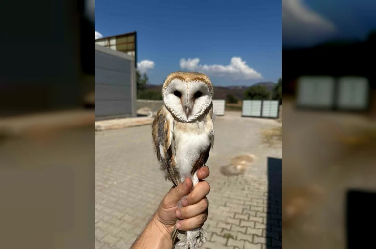 Bilecik’te yaralı halde bulunan peçeli baykuş tedavisinin ardından doğaya bırakıldı