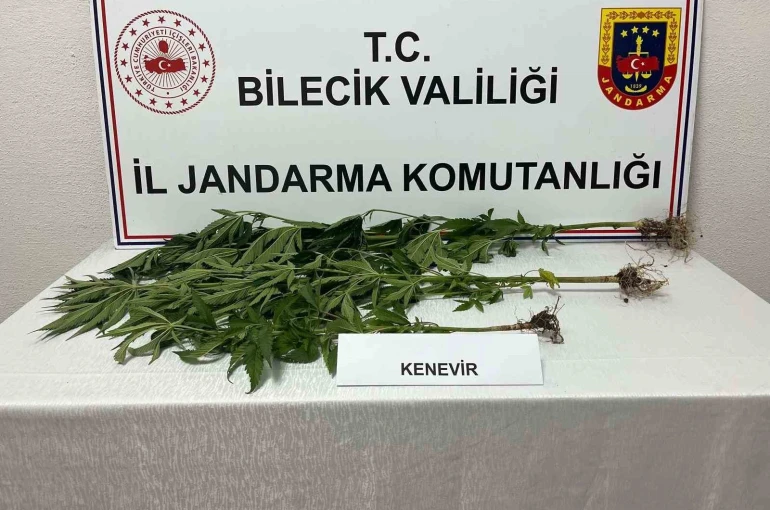 Bilecik’te yasadışı kenevir ekimi ortaya çıkarıldı