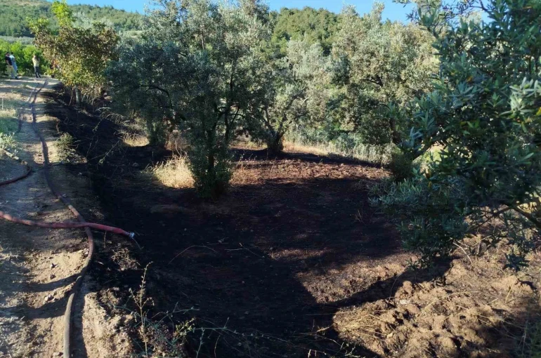 Bilecik’te zeytin tarlasında çıkan yangın korkuttu