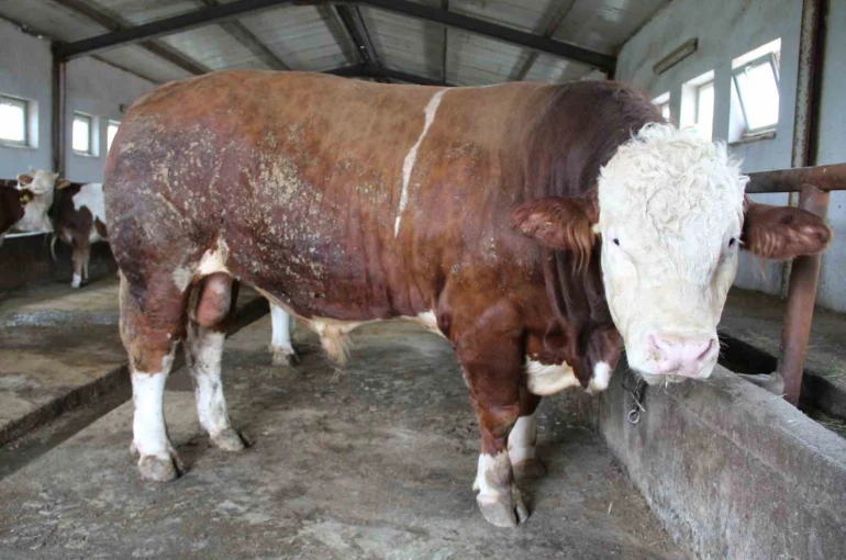 Bingöl’de 1,5 tonluk ’Tosun Paşa’ 450 bin liraya alıcı buldu