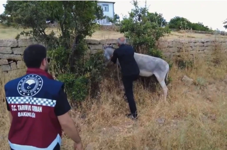 Bingöl’de 68 başıboş hayvan toplandı