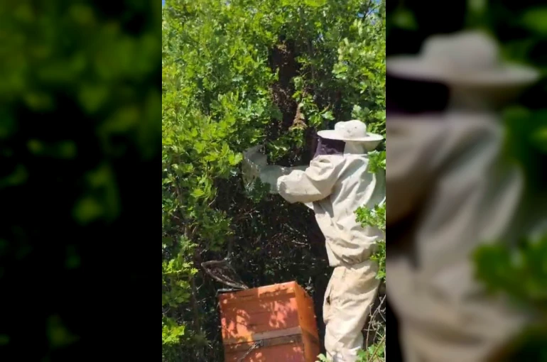 Bingöl’de kovandan firar eden binlerce arı meşe ağacına oğul verdi