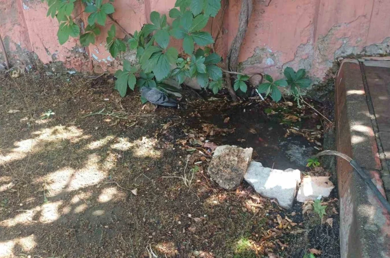 Bingöl’de sıcaktan bunalan güvercin su birikintisinde serinledi