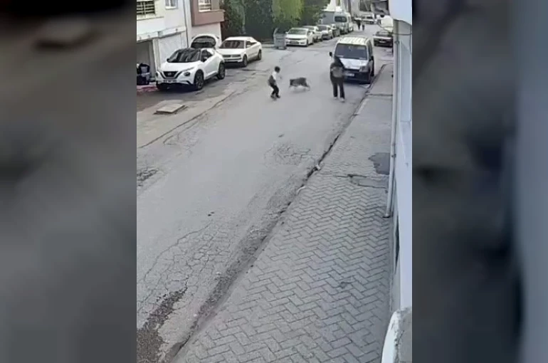 Bir anda koşup havlayan köpek küçük çocuğu korkuttu