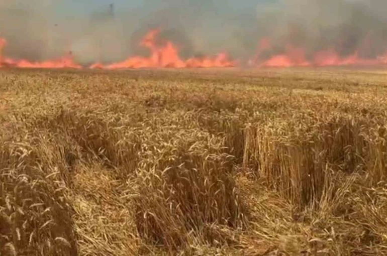 Bir sigara keyfi buğday tarlasını kül etti