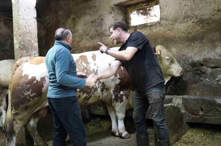 Bir ton 250 kilogramlık dev tosun 550 bin TL’ye satıldı