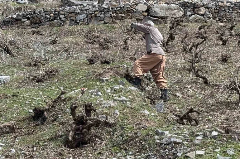 Bir yanda karla mücadele, diğer yanda budama çalışmaları sürüyor