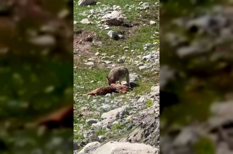 Bir yandan yakaladığı dağ keçisin yiyen kurt, diğer yandan havada süzülen akbabalar