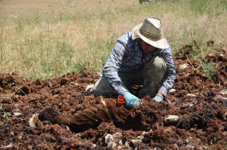 Bir zamanlar altın değerindeydi, şimdi imha ediliyor
