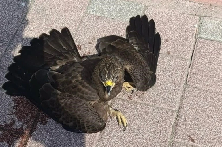 Bitkin halde bulunan şahin koruma altına alındı