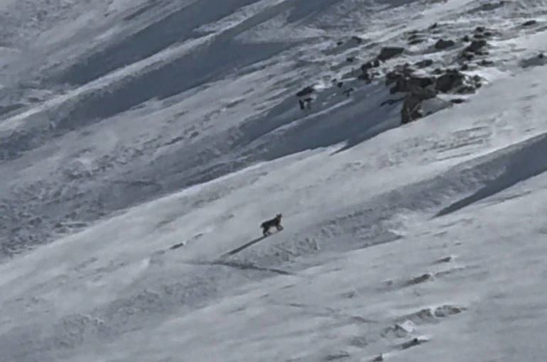 Bitlis’te nesli tehlike altında olan vaşak görüntülendi