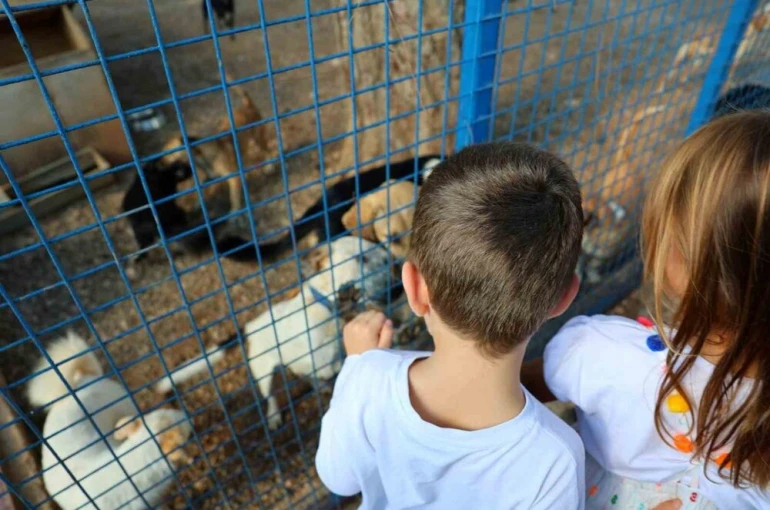 Bodrum Belediyesi sokaklardaki dostlarının yanında