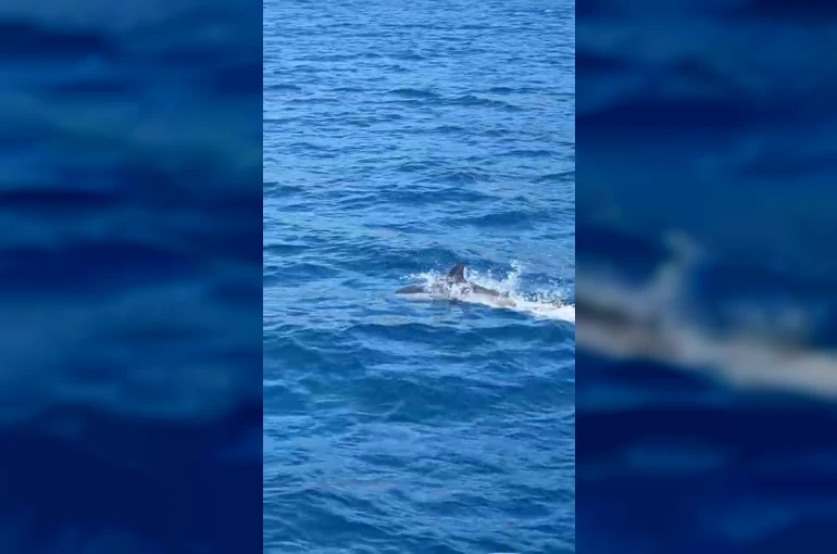 Bodrum’da tekneye sürpriz misafir