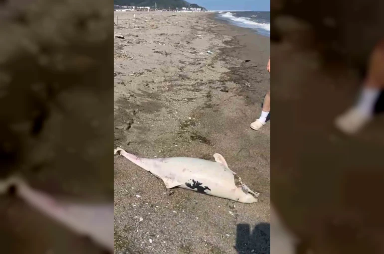 Boğaz’da yunus ölümleri devam ediyor, vatandaşlar tedirgin