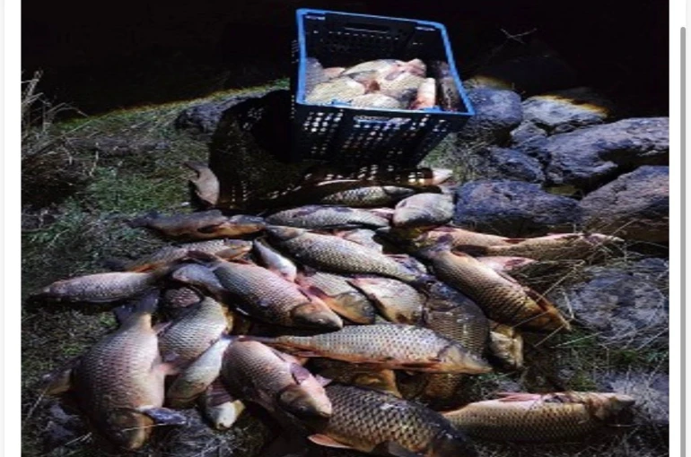 Bolu’da 250 kilo ağırlığındaki 100 canlı sazan balığı kurtarıldı