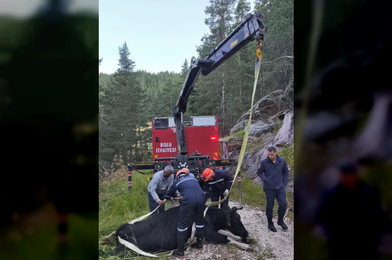 Bolu’da 50 metrelik uçuruma düşen inek vinçle kurtarıldı