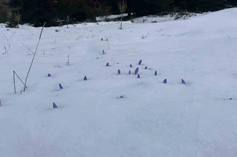 Bolu’da açan çiğdemler kar altında kaldı