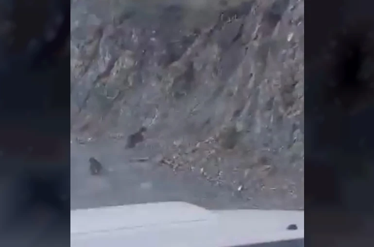 Bolu’da anne ayı ve yavrusu korkuyla dağa tırmandı, o anlar kamerada