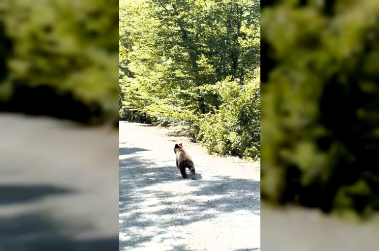 Bolu’da aracın önünde koşan ayı kameraya yansıdı