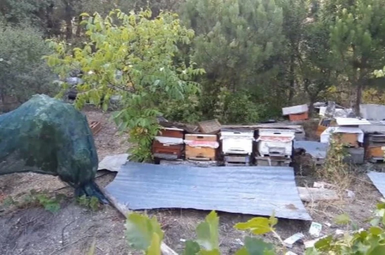 Bolu’da ayılar köylünün kabusu oldu: Düzenekle ayı kovalıyorlar