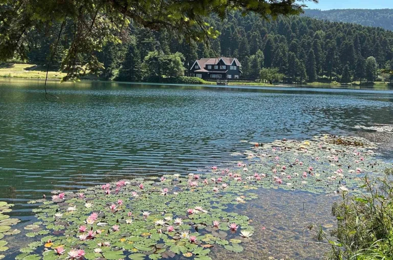 Bolu’da bu çiçeği koparmanın cezası 699 bin 197 lira