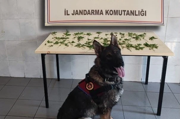 Bolu’da jandarmadan peş peşe uyuşturucu ve kaçakçılık operasyonları: 3 tutuklama