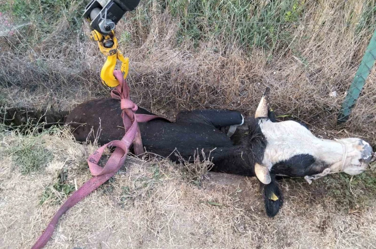 Bolu’da kanala düşen inek için itfaiye seferber oldu