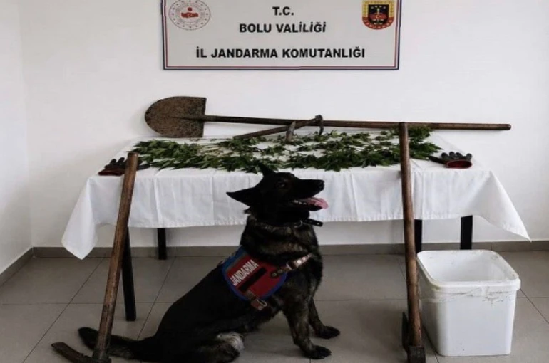 Bolu’da kenevir bahçesi oluşturan şüpheli tutuklandı
