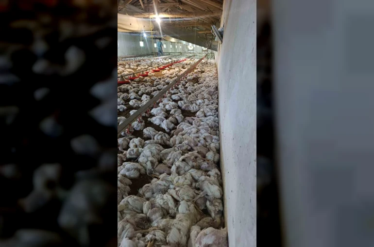 Bolu’da kümesin havalandırması devre dışı kalınca 4 bin tavuk telef oldu