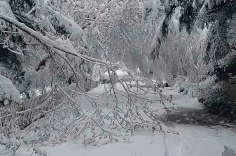 Bolu’da mayıs karı ağaç dallarını kırdı 