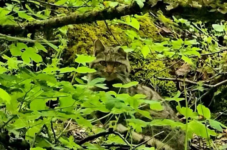 Bolu’da ormanlık alanda gezinen yaban kedisi görüntülendi