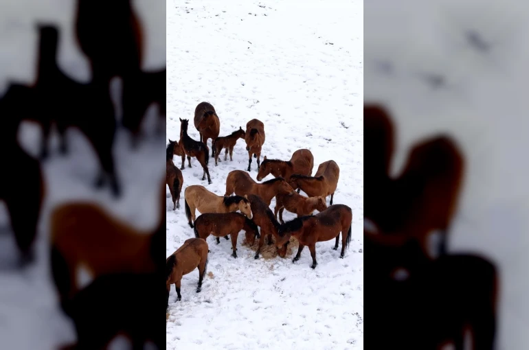 Bolu’da şehir merkezine inen yılkı atlarını belediye ekipleri besledi