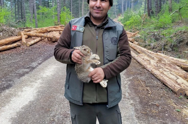 Bolu’da tomrukların arasına sıkışan yavru tavşanı ormancılar kurtardı