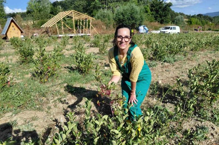 Bolu’da toprakla buluşan şifa kaynağı ’aronya’ hasat için gün sayıyor