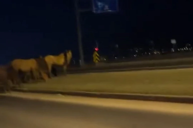 Bolu’da yılkı atları D-100’e indi: Orta refüjde otladılar