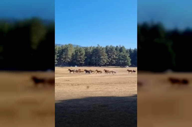 Bolu’da yılkı atlarına kurt saldırdı
