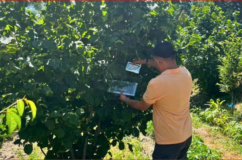 Bolu’nun fındık rekoltesi için sahadan veri toplandı