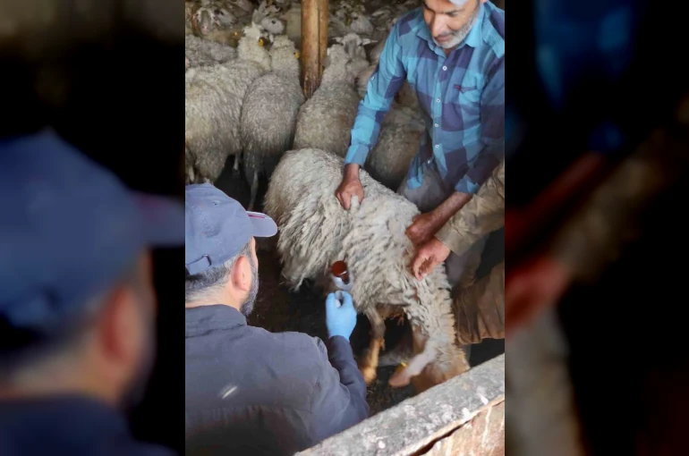 Bolvadin’de küçükbaş hayvanlara yönelik aşılama ve küpeleme çalışması