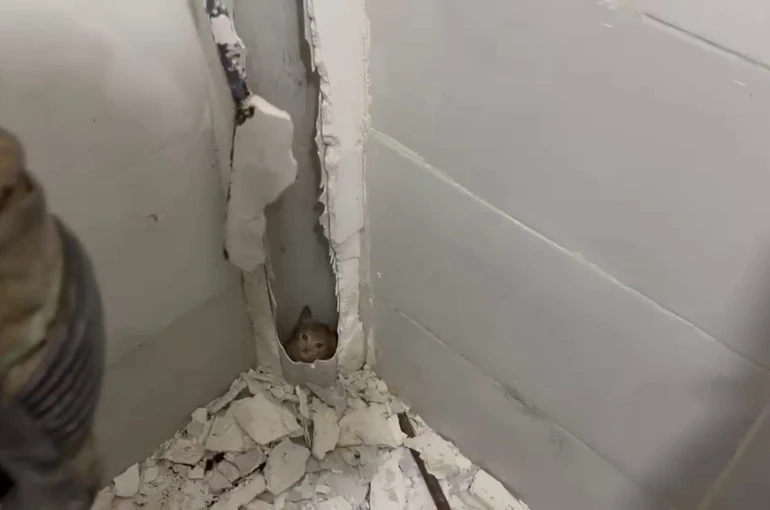 Boruda mahsur kalan kedi duvar kırılarak kurtarıldı