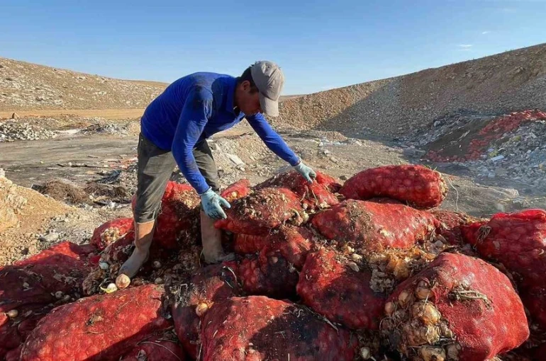 Boş araziye dökülen tonlarca soğanı vatandaşlar evlerine götürdü