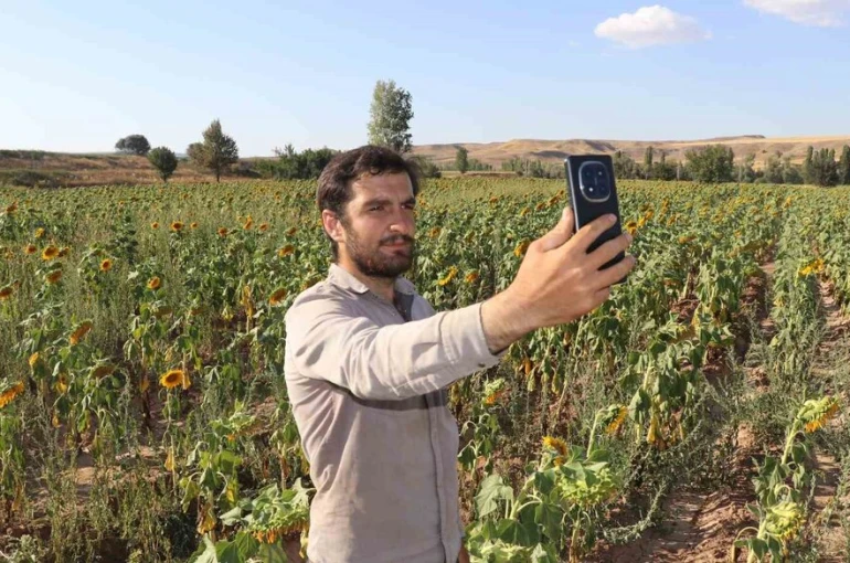 Boynunu eğen günebakanlar, hasat için gün sayıyor