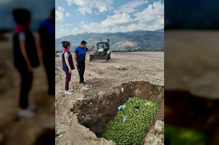 Bozdoğan’da hastalıklı ilekler imha edildi