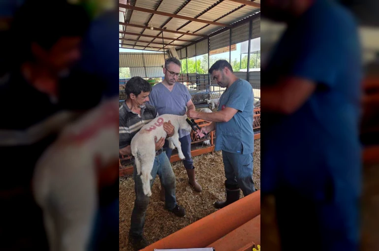 Bozdoğan’da hayvan sağlığı ekipleri sahada 
