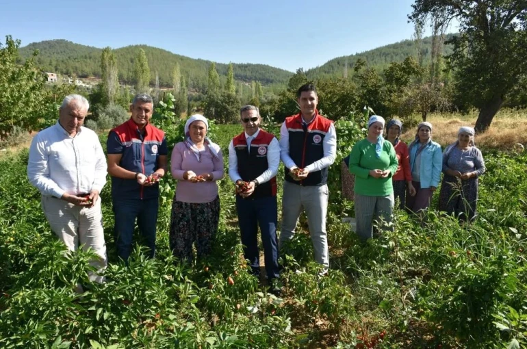 Bozdoğan’da turşuluk biber hasadı gerçekleştirildi