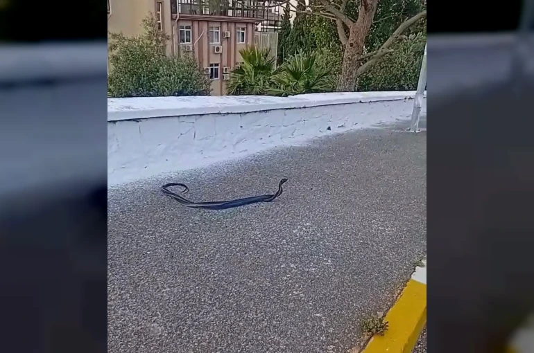 Bozdoğan’da yılanların çiftleşme dansı kamerada