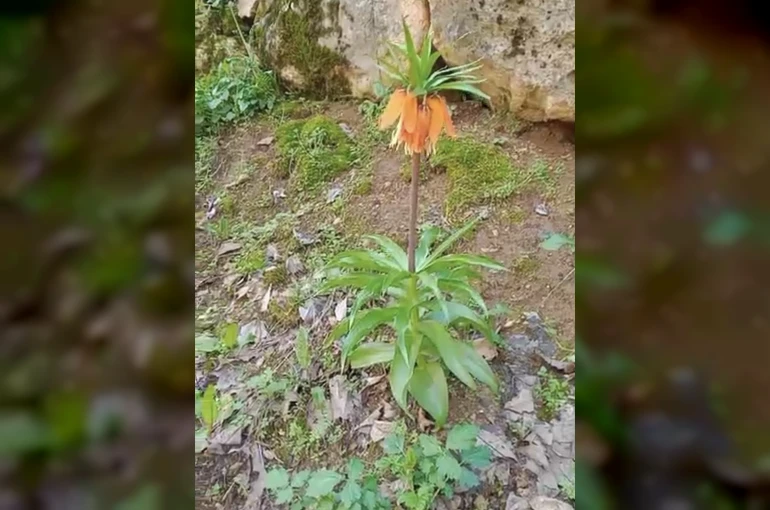 Bu çiçeği koparmanın cezası ikinci el araba fiyatını geçiyor