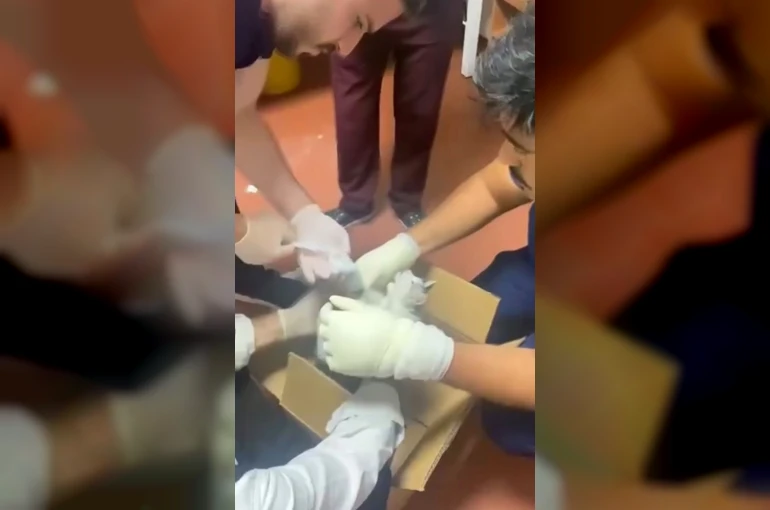 Bu kez hastaya değil, kediye müdahale